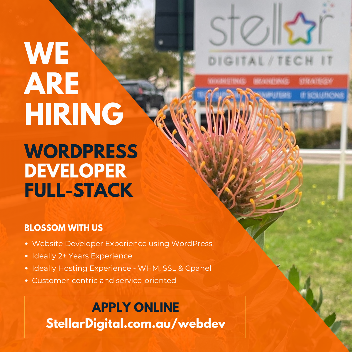 Stellar Digital Wordpress Developer WANTED